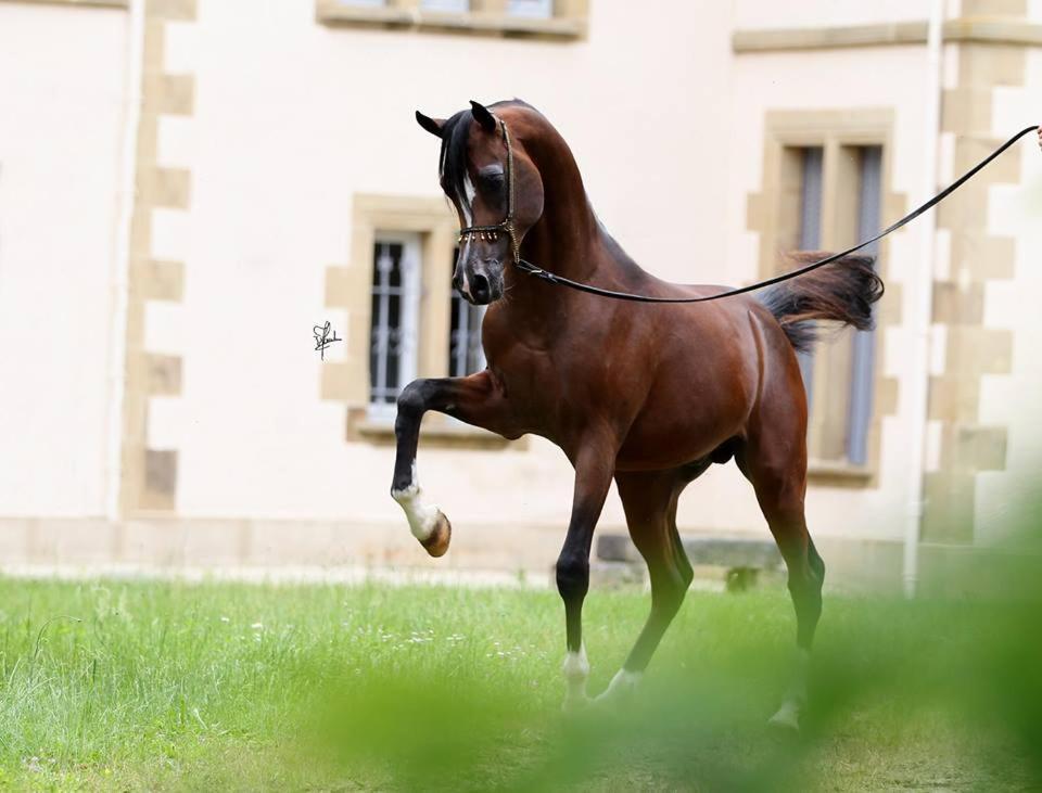 Ferienwohnung Le Haras Du Favry Palinges Exterior foto